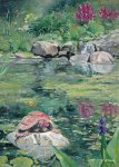 L’étang et la tortue