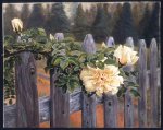 Rose du Vermont