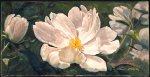 Paeonia-Alba