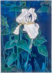White-Iris