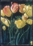 Yellow Tulips*